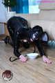 Latex Pet