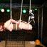 Hogtie Suspension
