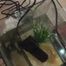118023 Naughty Cynthia Pees In The Fish Tank 