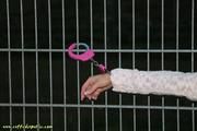 Two handcuffs
