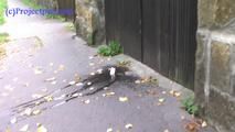 050012 Roxy Pees In The Residential Street