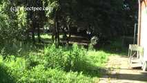 020170 Kathy Takes A Desperate Pee On The Decking