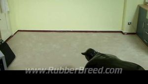 Training in the Puppy Suit