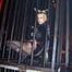 Fetish Evolution 2004 Pt. 03