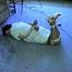 69 Yr OLD HOG-TIED DUCK TAPED WOMAN HOSTAGE (D11-7)
