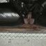 Lacquer Cat Video 2