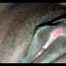Bangla Sex Video