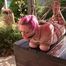 Breasts Bound Hogtie Hell for Nova Pink