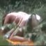 VOYEURHORNY 026