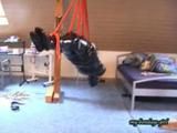 Suspension (VCD)