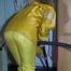 Pia wearing sexy yellow shiny nylon rainwear cleaning up the studio (Video)