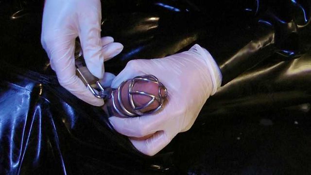 Lady Letizia - Locked up after Milking