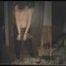 Dolly is handcuffed and chained (VHS-video 1994)
