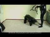 Training in the Puppy Suit