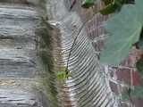 016079 Eve Takes A Pee In The Stairway Drain Channel