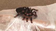 Miss Muffet Mummified - Niki Lee Young