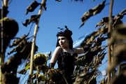 Sunflowers 1