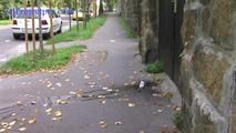 050012 Roxy Pees In The Residential Street