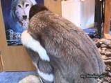 Anja, the fur slave 3 (VCD)
