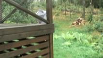 Regen in Schweden