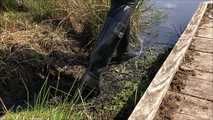 Rubber boot walk at the pond