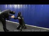 Rebellious Dog