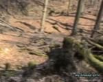 Barfuß im Wald 2