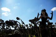 Sunflowers 1