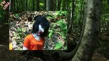 THE JUNGLE CAMP PART 2