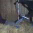 Elysa hogtied 1/2