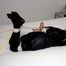 Noelle in Hogtied