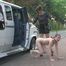 Hundeschule - 01