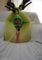 St Patricks day Bind