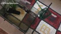 118023 Naughty Cynthia Pees In The Fish Tank 