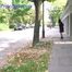 050012 Roxy Pees In The Residential Street