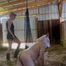 I drive my horny pig through the stable