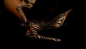 Zebra in the shadows