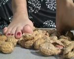 crushing peanuts