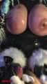 Furry vixen fox milks the slave.