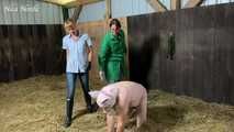 Slaughter day with Amely Pain which pig is today's turn