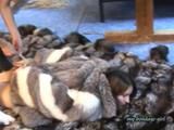 Anja, the fur slave 1