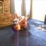 Playdate