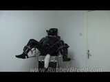 Male dog on the gynecological chair