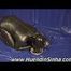 Video vom Gummihundealltag