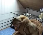 AB-097 Gefesselt im Pelzmantel - Teil 4