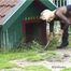 The dog on a leash
