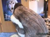 Anja, the fur slave 3