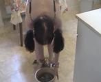 ab-034 Punished Lolita