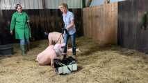 Slaughter day with Amely Pain which pig is today's turn