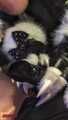 Furry vixen fox milks the slave.